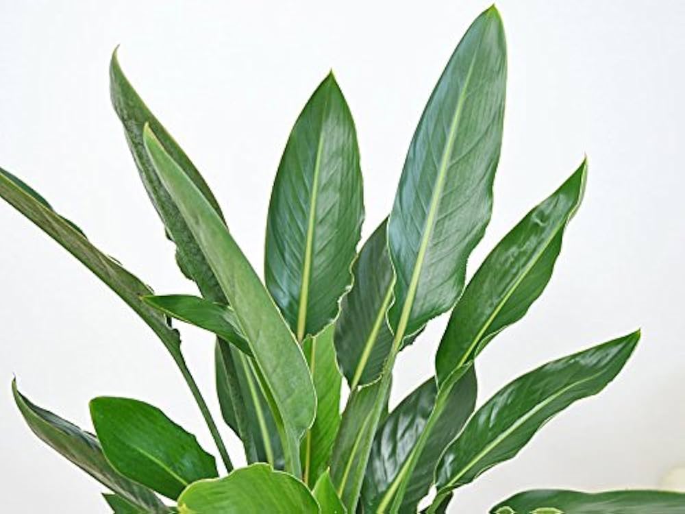 Amazon｜観葉植物 ストレリチア・レギネ バードオブパラダイス
